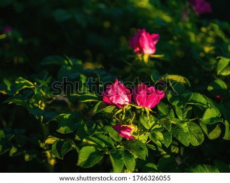 Rosehip bush with pink flowers looks beautiful in the sunset