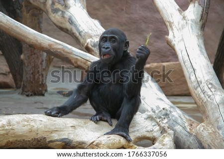 young gorilla on a dead tree