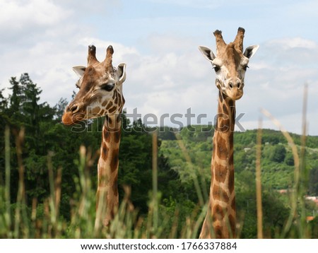 
two giraffes with their necks and heads and green blurred background and blue cloudy sky