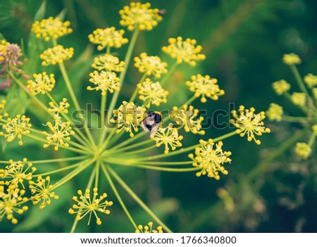closeup bumblebee flies near a flower on a blurred background