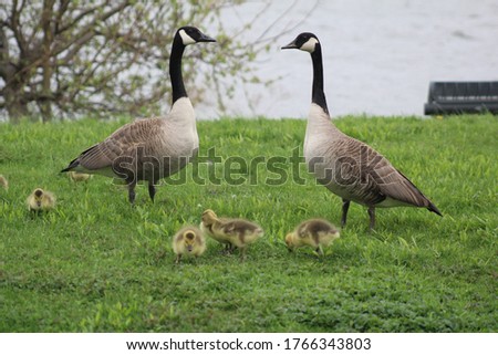Adult Canada Geese Watching Over Goslings