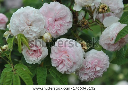 Light pink double Alba rose Felicite Parmentier flowers in a garden in July 2010 Royalty-Free Stock Photo #1766345132