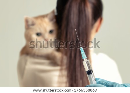 A young girl with a cute cream cat at the vet is preparing to be vaccinated