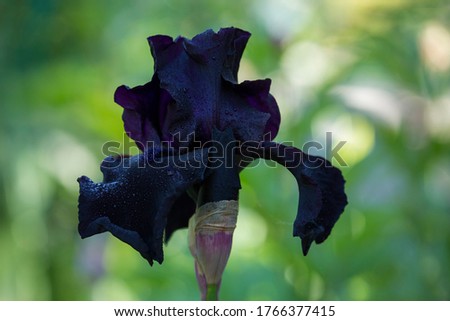 Closeup of beautiful, black iris in springtime