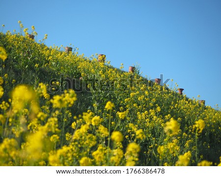 Scenery of the burial mound of Sakitama Kofun Park