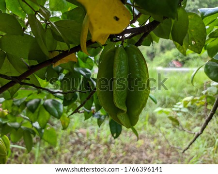 photography of young green star fruit in the orchard