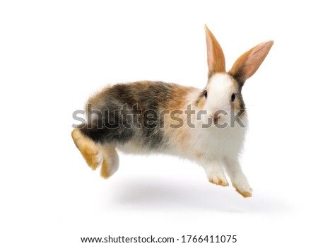 Three-colored rabbit baby jumping and playing isolated on white background,  with cliping