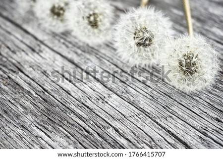 fluffy dandelion and vintage wood textured background with free space for text                               