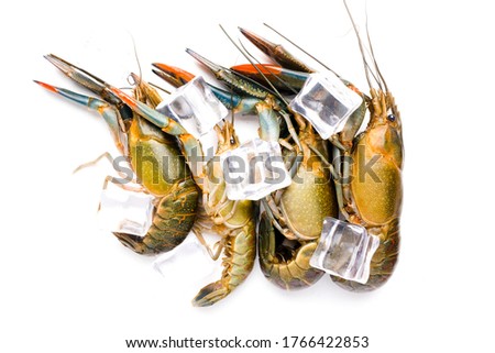 Flatlay picture of ice been poured on fresh water lobster on isolated white background. Ice help to keep the freshness of its meat.