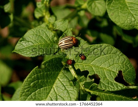 Colorado potato beetle on leaves. Pest.