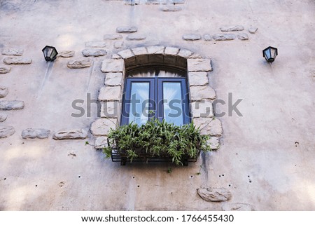 Window on the Old Concrete  wall with shrub plant tree