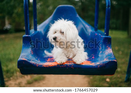 Picture of beautiful white adult dog dwarf breed for family photo album