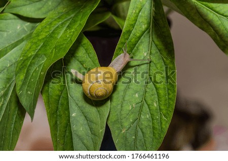 Little snail creeps on a leaf	
