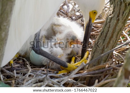 Great white egret takes care of its chicks. Young chicks egret fools in nest. Mother great white egret standing watch over the chick in their nest. Great Egret nest with young chicks. Birds nest. Royalty-Free Stock Photo #1766467022