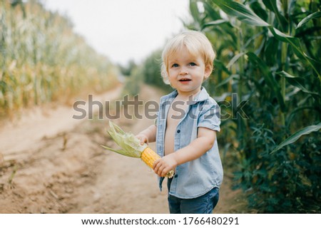 Picture of a little young child with short fair hair in blue shirt and shorts holds a corn in his hands and walks near the cornfield.