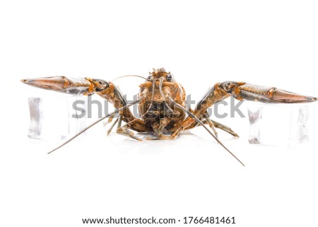 A picture of freshwater lobster with claw on ice on white background.