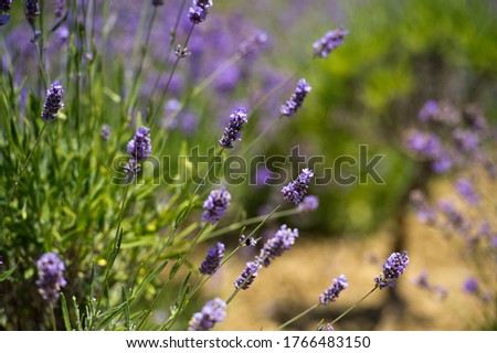 Lavender Field in the summer. Aromatherapy. Nature Cosmetics. Gardening.