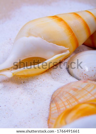 Sea shells from the front view. Sea shells with a bright background.