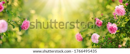 Beautiful nature field with vintage rose flowers of pink color in rose bushes in sunlight, English garden background and floral landscape.  Royalty-Free Stock Photo #1766495435