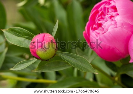 Macro photography of an ant on a peony Bud.Blooming peony flower Bud and ant