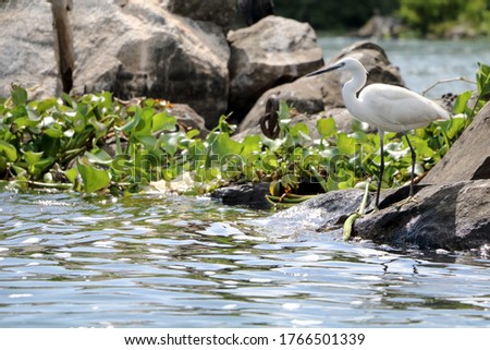 birds feeding on silverfish in the source of the Nile river 