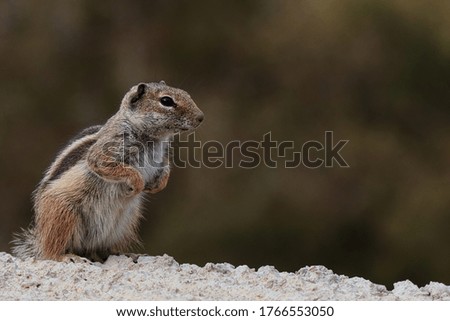 Ground squirrel sitting next to the road