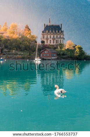 Swan swimming in Lake Brienz in front of Schloss Seeburg, Iseltwald