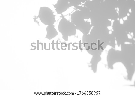 Blurred overlay effect for natural light photo effects. Gray shadows of linden tree blooming branches on a white wall. Abstract neutral nature concept background for design presentation. 