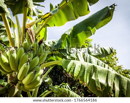 Close-up of tropical raw green bananas hanging on tree with leaf in garden orchard. Green bunch of banana tree. Fruit farm with sun light effect, agricultural industry concept. Natural background