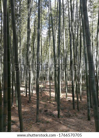 The flourishing bamboo forest, full of straight , tall, high bamboo trees. Symbolising full of upward hopes