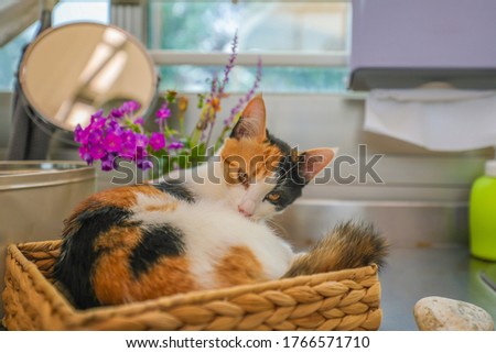 Brown black cat on a rattan basket