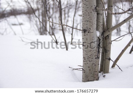 February snow in the woods Royalty-Free Stock Photo #176657279