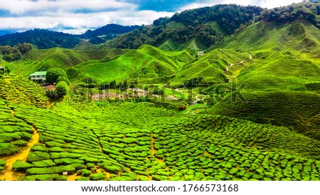 Tea plantations of the Cameron Highlands in Malaysia  Royalty-Free Stock Photo #1766573168