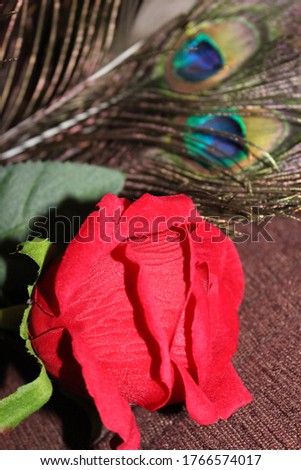 beautiful red rose with peacock feather-sign of love and god