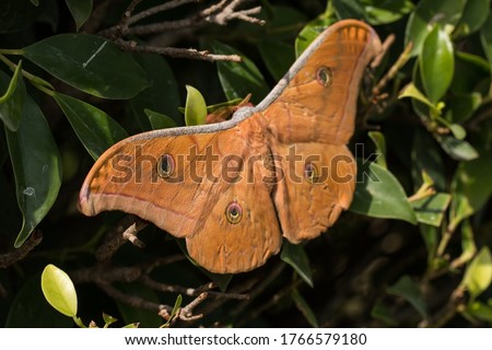 The circular polka dots on the brown butterfly wings and not perching on the leaves. The picture is partially clear.