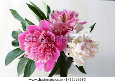 Bouquet of peonies on a white background. Close-up. Horizontal photo.