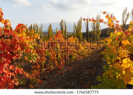 Autumn vineyards with red and yellow leaves. Horizontal beautiful autumn background. The harvest of the grapes. Bright landscape. Vineyard against the background of mountains and trees.