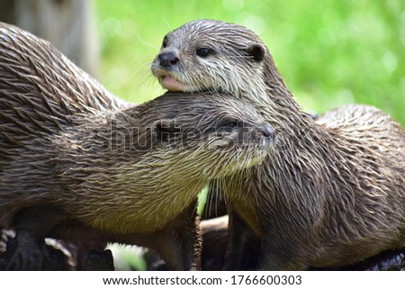 Father & Daughter otters sharing the love at the Cotswolds Wildlife Park, UK.