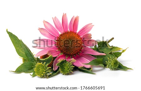flower of medicinal echinacea plant on white background Royalty-Free Stock Photo #1766605691