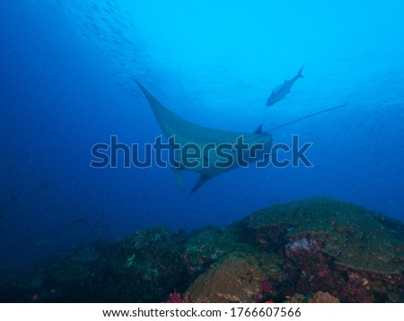 Oceanic manta ray swimming above coral bommie Royalty-Free Stock Photo #1766607566