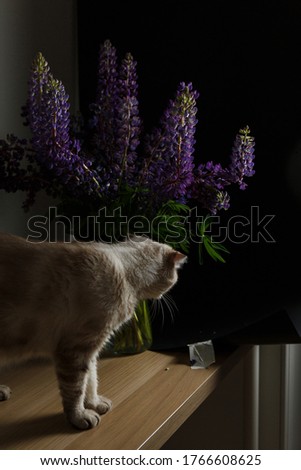 Purple lupins on a black background are shot close, beautiful lilac flowers in a low key and sniffing cat