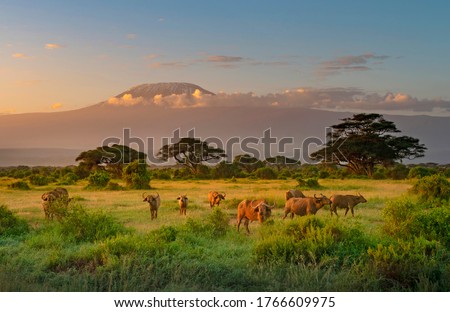 Mount Killimanjaro in Morning light, Amboseli, Kenya Royalty-Free Stock Photo #1766609975