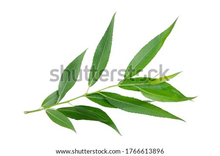 Willow branch isolated on white background without shadow. Plant branch for packaging, invitation and other design. Royalty-Free Stock Photo #1766613896
