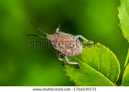 Bug. Macro photo. Bedbug on a green leaf. Gray bug with orange spots close up. Green leaves of plants close-up. Green background