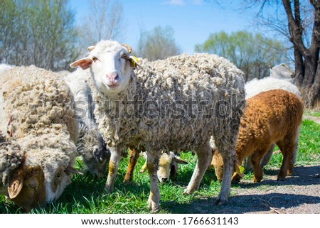 Herd of sheep eating grass on a pasture, one sheep looking at a photographer posing for a good photo. Domestic sheep eating in a meadow. 