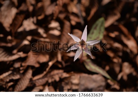 Erythronium dens-canis in the forest on sunny spring time