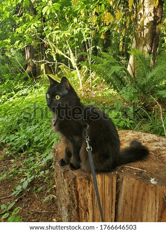 Black Cat on a Nature Walk