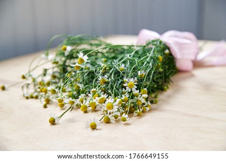 Close-up picture of tiny white camomiles bouquet tied with pink ribbon on wooden table. Natural background picture of wild flowers. Ecological texture for poems, letters, romantic notes.