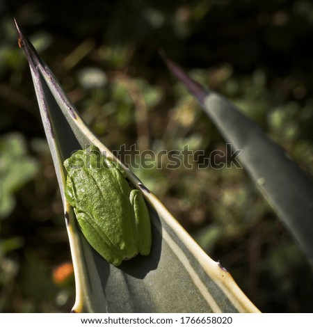 A high angle view of a Mediterranean tree frog in a leaf under the sunlight with a blurry background