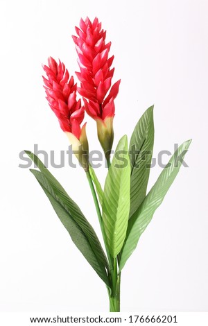 Fake Red cone ginger flower on white background Royalty-Free Stock Photo #176666201